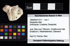 Foto (Objket + Etiketten) von Decapoda indet. 